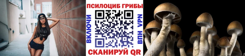Псилоцибиновые грибы Cubensis  Купить закладки  Бодайбо 